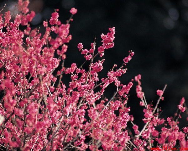   欢聚家乡武汉大学樱花园同学会（诗词多首） ——三月四月樱花，唯有武汉大学