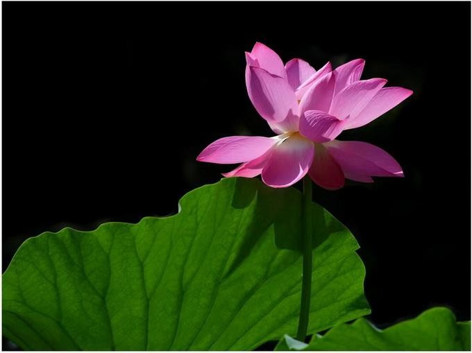 杨玉祥非虚构故事：艳阳天)、(金光大道)作者浩然的感情生活